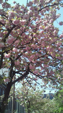 *izumanix*-201004251331000.jpg