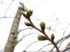 桜の開花情報１