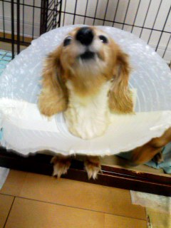 がお~1