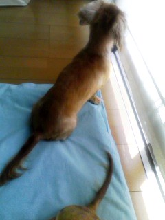 すずめを見る1号
