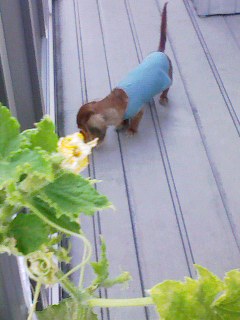 きゅうりの花と1号