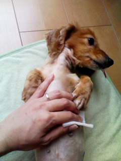 消毒中２