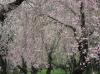 京都・二条城庭園の桜(4/13)